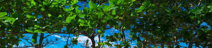 フクギ並木に癒される♡カップル旅で泊まりたい沖縄・備瀬のホテル6選