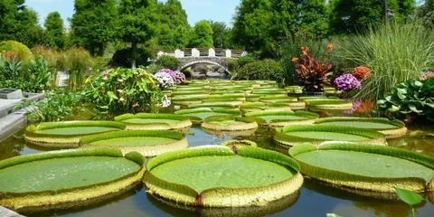 美しい草花に癒される女子旅へ 滋賀県 草津市立水生植物公園みずの森 Icotto イコット