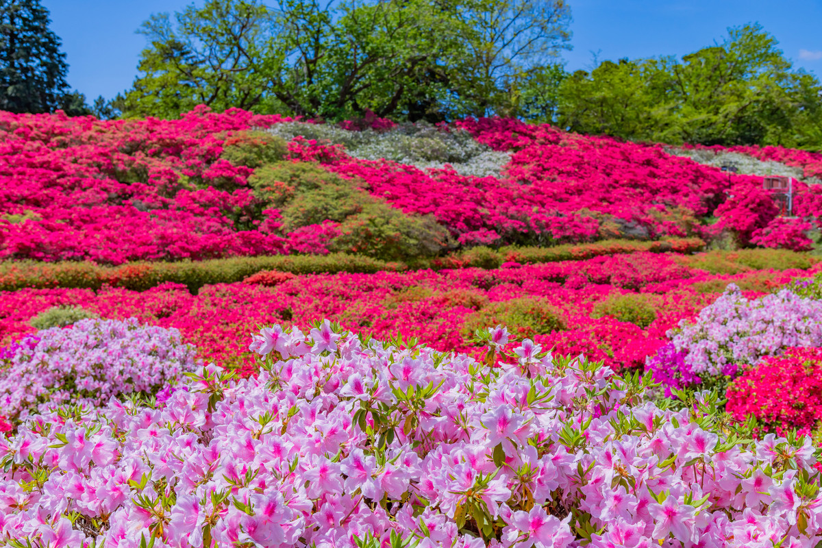 源泉と離れのお宿 月(ゲンセントハナレノオヤド ツキ) / 5