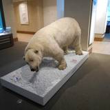 北海道大学総合博物館（ホッカイドウダイガクソウゴウハクブツカン）