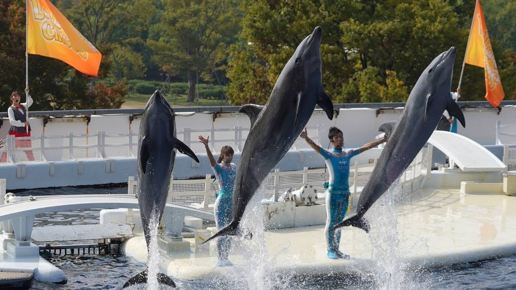 「京都水族館」で
イルカショー鑑賞 / 1