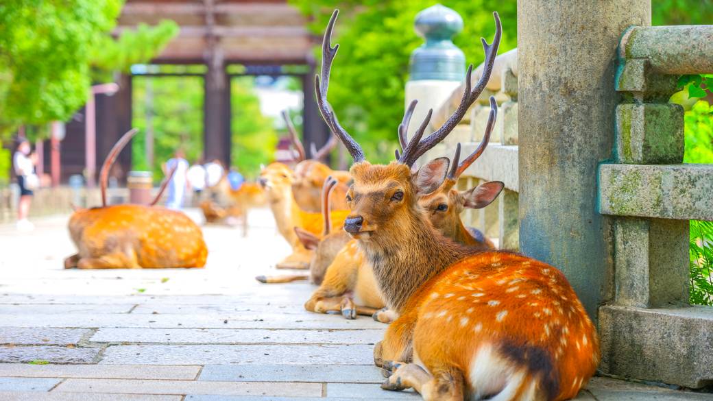 奈良公園の鹿 / 2