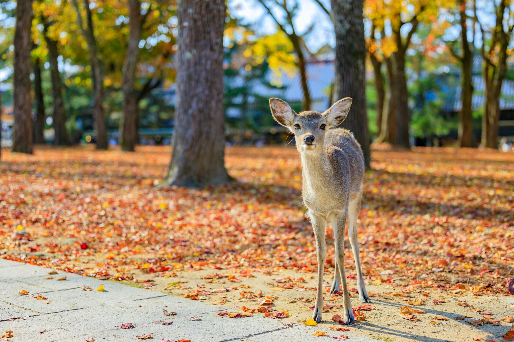 奈良県 秋のおすすめ観光スポット22選 もみじにコスモス ススキの絶景にうっとり Icotto イコット