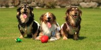 ペットと行く八ヶ岳！ワンちゃんに優しい観光地＆レストランを紹介♪