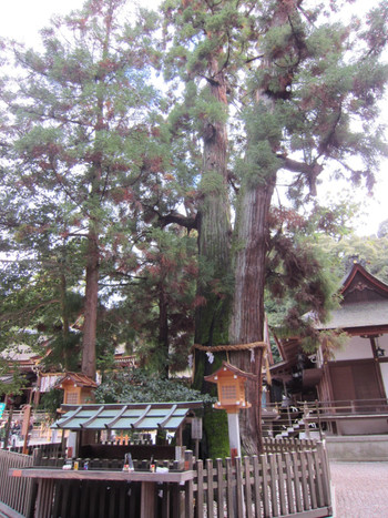 神聖な空気が漂う拝殿586048