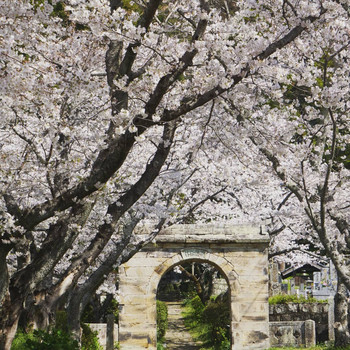 趣向を凝らした芸術のような懐石料理をお部屋食で3462773