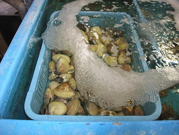 「浜茶屋網元」内観 679003 