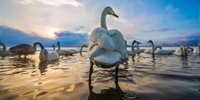 冬の渡り鳥観賞ポイント10選紹介！北の大地に冬の終わりを告げる旅＆おすすめグルメ
