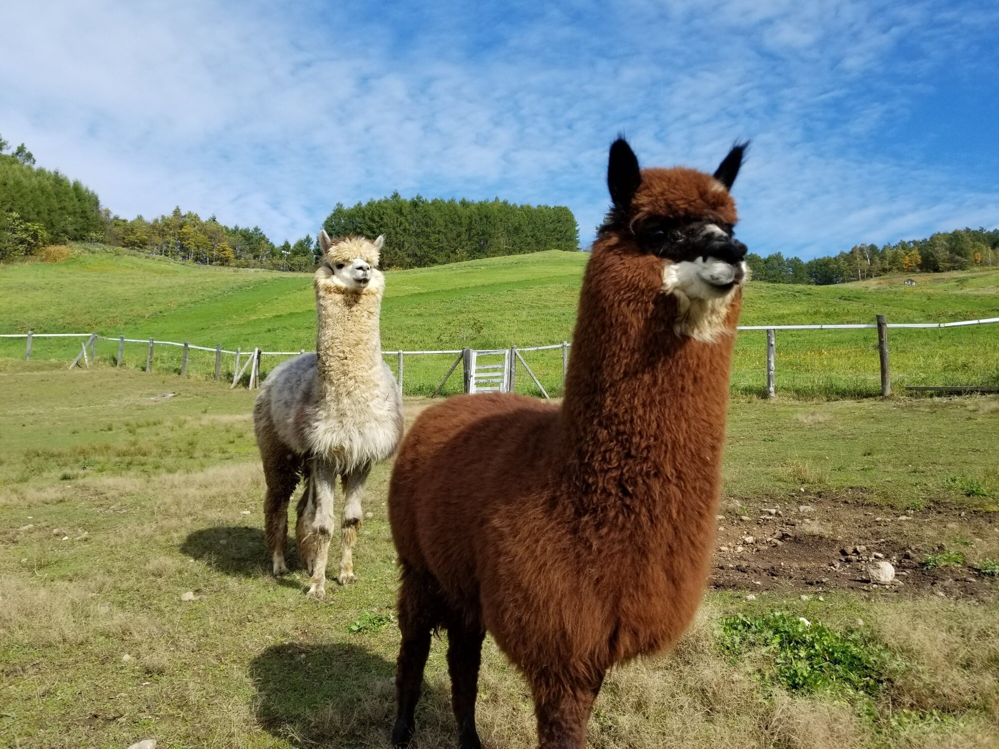 北海道 かわいい姿にキュン レンタカーで巡りたい 動物に会える観光スポット 8選 Icotto イコット