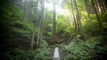 一條の森 ご神木 / 5