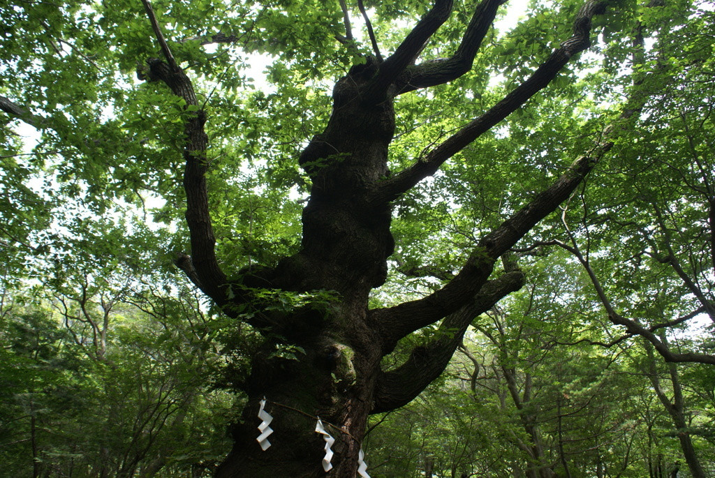 「御神木」とは何か？780502