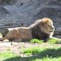 【ファミリー】東山動物園入場券付き宿泊プラン　ご朝食付 | 名古屋東急ホテル
