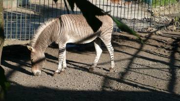 施設の敷地 / 12