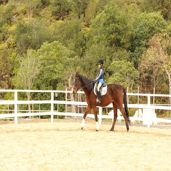 ポニーより小さいミニチュアホースで、馬への恐怖心もうすれる3405357