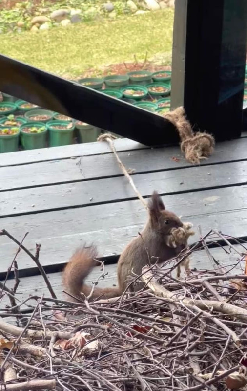 テラス / パティオ