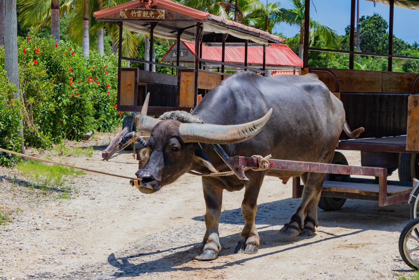 沖縄竹富島　水牛車