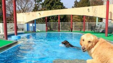 ペット用設備・サービス / 7