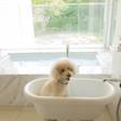 愛犬と箱根旅行♪ペットと泊まれるおすすめ温泉旅館・ホテル9選