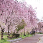 1000本のしだれ桜！ゆっくりお散歩できる福島「日中線記念自転車歩行者道」