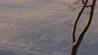 ツインルーム トイレ洗面付