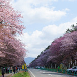 日本一の桜並木！北海道・静内にある『二十間道路桜並木』
