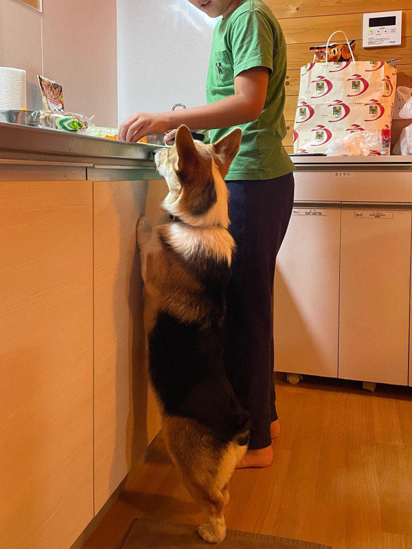 suisuicogicogiさんの写真 / 1