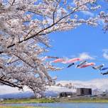 桜並木と鯉のぼりの絶景を！岩手の名所「北上展勝地」のさくらまつりへ♪