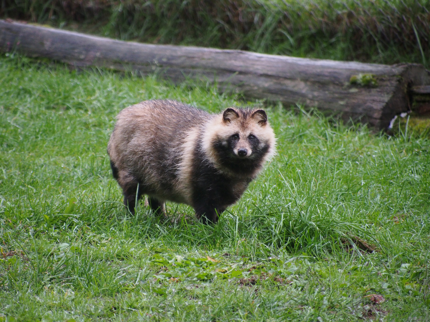 タヌキ