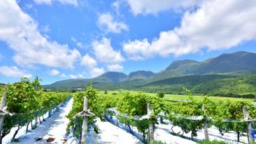 久住ワイナリー / 4