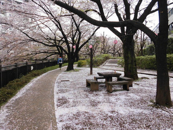 5. 石神井川(中板橋)1558812