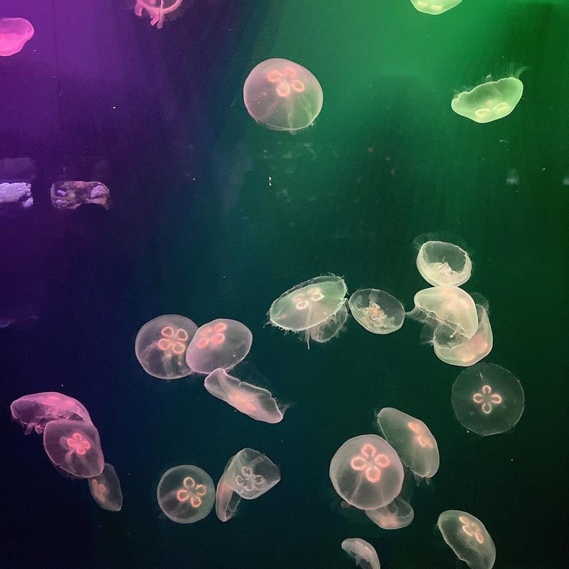 gicola_gramさんの写真 / 1