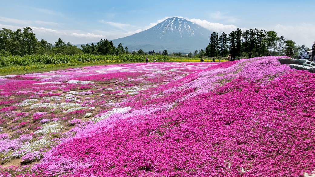 三島さんの芝ざくら庭園 / 3