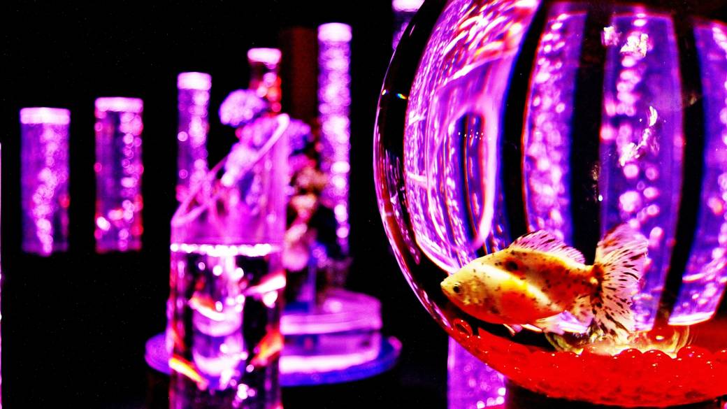 金魚アート イメージ(1) / 2