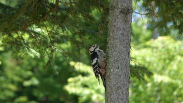 森の野生動物／アカゲラ / 3