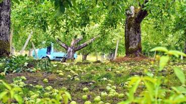 施設の敷地 / 31