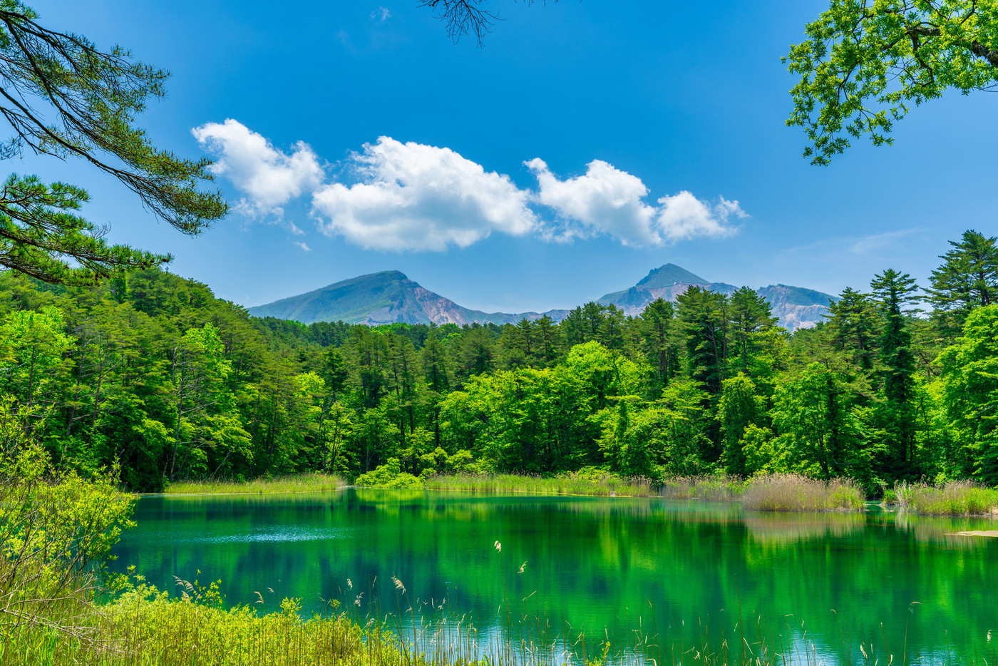 五色沼自然探勝路の新緑風景 るり沼と磐梯山 福島県北塩原村