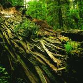 Spa Lodge Redwood Inn（レッドウッドイン）（長野県 ペンション） / 3