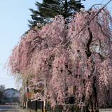 角館の枝垂桜（カクノダテノシダレザクラ）