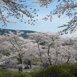 静岡県内のお花見スポット！絶対見たい桜の名所10選