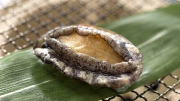 abalone / 6