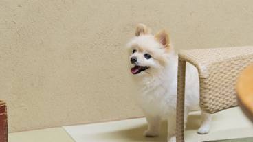 ペット同伴可 / 5