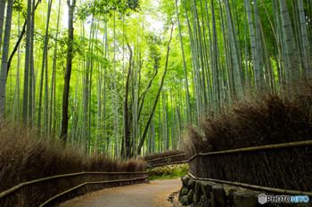 Enjoy an extraordinary experience in the beautiful "Arashiyama, Kyoto" 3446865