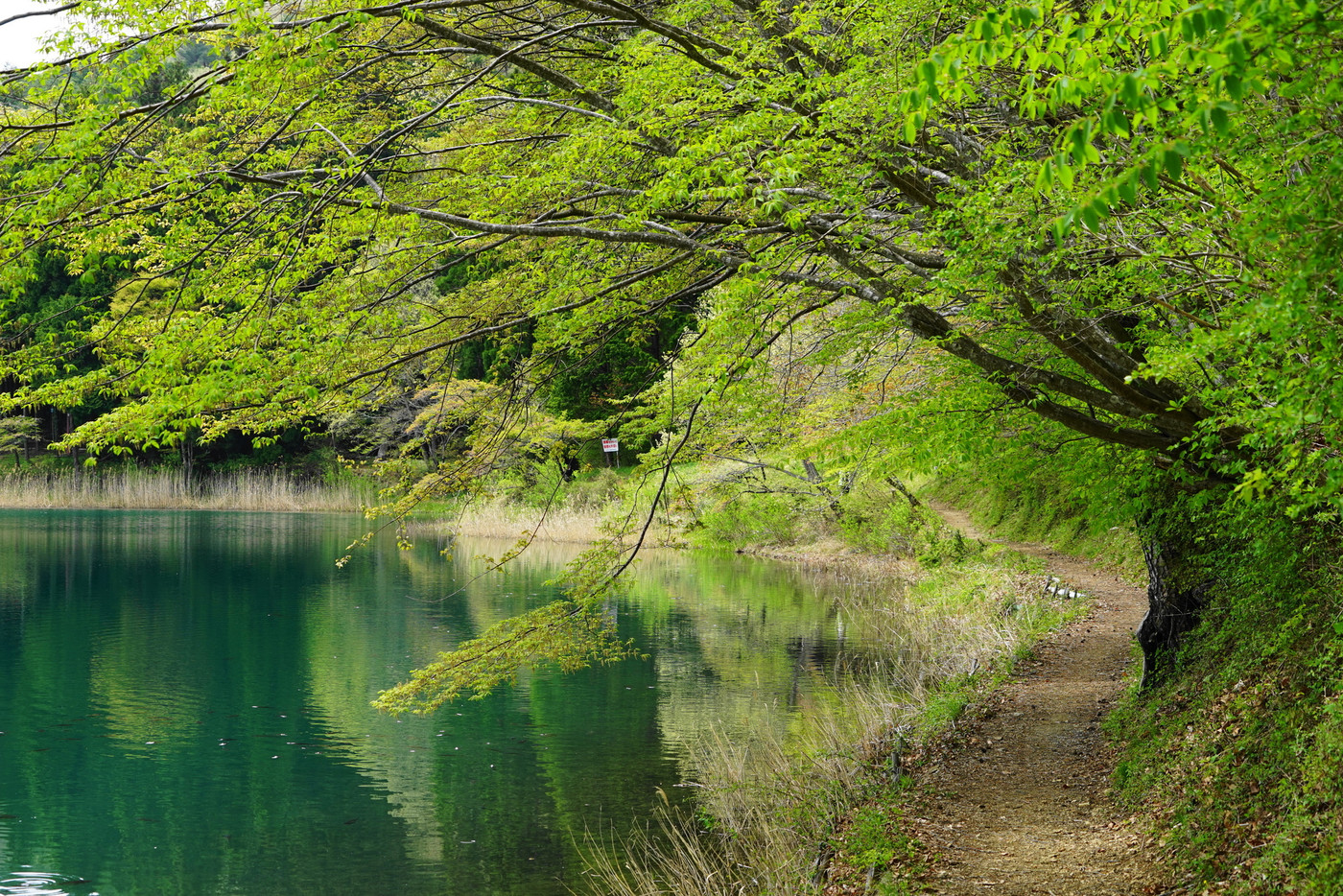 4月 新緑の四尾連湖08