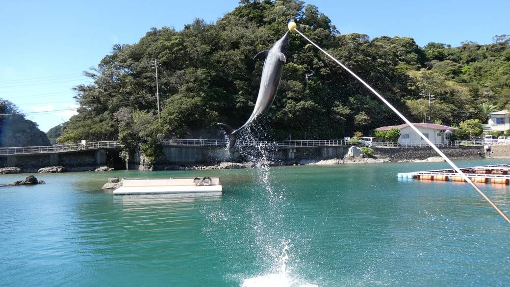 下田海中水族館のイルカショー / 3