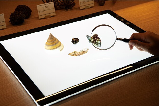 アトリエカフェ 標本の観察