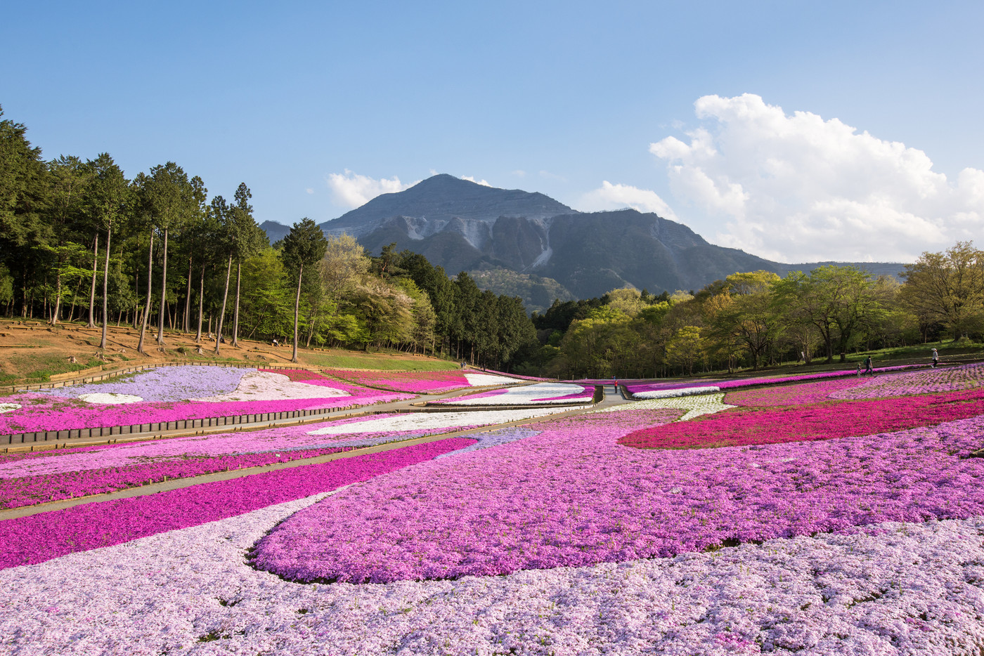羊山公園 芝桜の丘