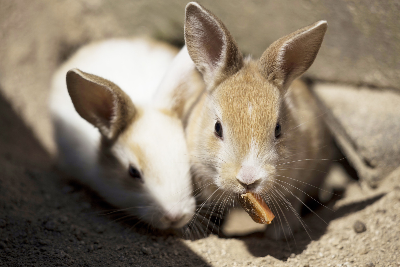 大久野島のうさぎ