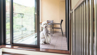 デラックス ルーム シングルベッド 2 台 (Dog Friendly)