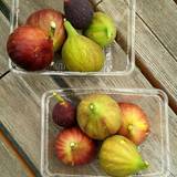 館山パイオニアファーム(タテヤマパイオニアファーム)