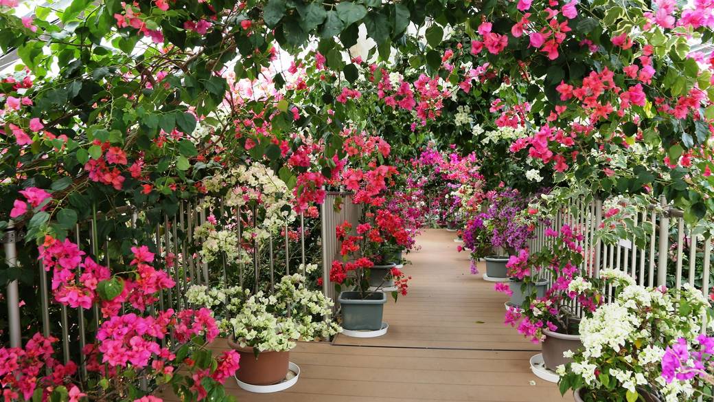 ブーゲンハウス嬉野 / 4